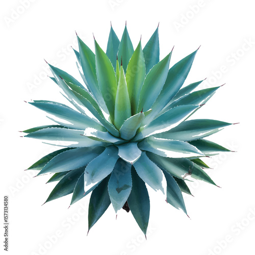 A captivating agave plant showcases its intricate, spiraling leaves in shades of green and blue against a clean white backdrop