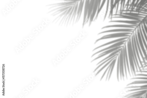 Realistic shadow overlay effect. Natural palm leaf shadows isolated on transparent background. Tropical coconut branch shade, foliage silhouette decoration. Design element for summer spring projects