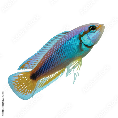 A vibrant apistogramma agassizii fish swims gracefully, its colorful scales shimmering against a pristine white background