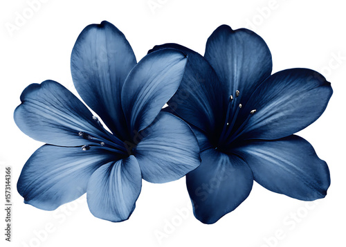 Wallpaper Mural   dark blue flowers isolated on white background PNG, AI GENERATED Torontodigital.ca