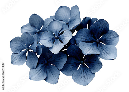 Fototapeta Naklejka Na Ścianę i Meble -    dark blue flowers isolated on white background PNG, AI GENERATED