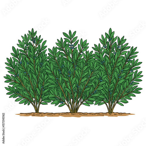 Texas Southern Wax Myrtle Native Plants