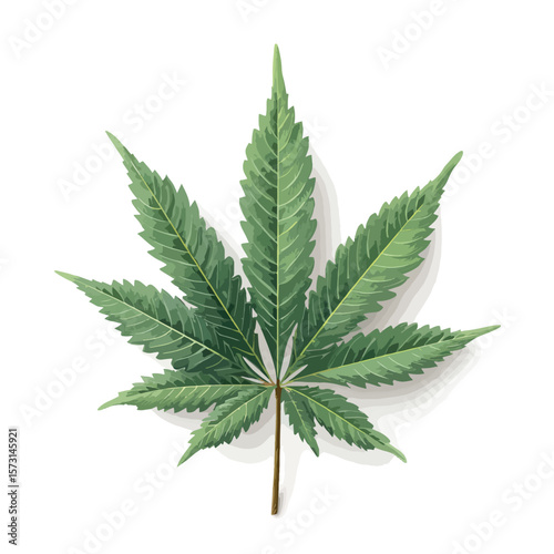 cannabis leaf isolated