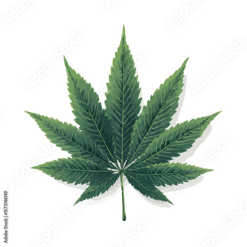 cannabis leaf isolated