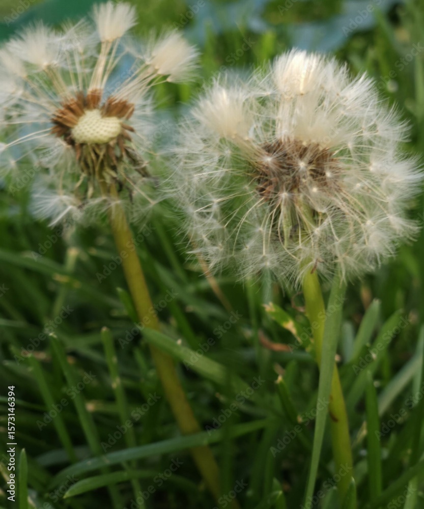 Fototapeta premium willow merrywick (2000 x 2400 px) - 1