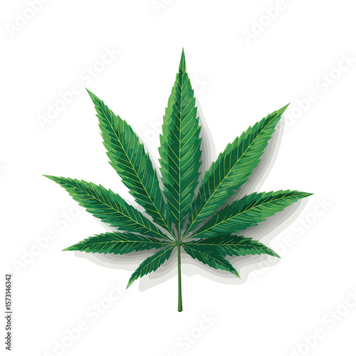 cannabis leaf isolated