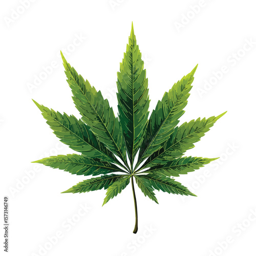cannabis leaf isolated
