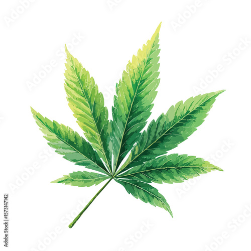 cannabis leaf isolated