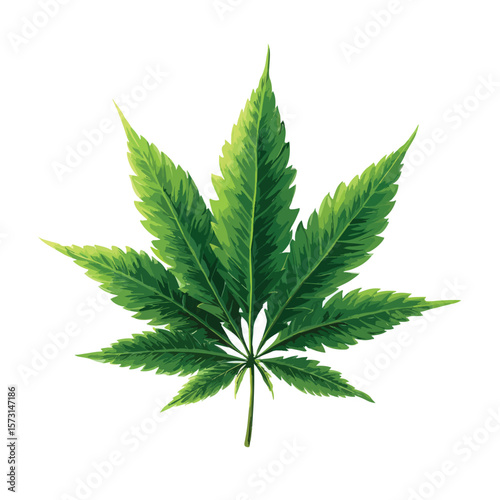 cannabis leaf isolated