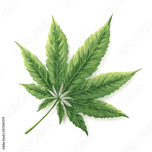cannabis leaf isolated