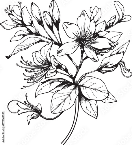 Topical flower Honeysuckle coloring pages. Honeysuckle flower line art, Honeysuckle flower tattoo designs, Realistic flower coloring pages, Honeysuckle flower vector sketch traditional 
