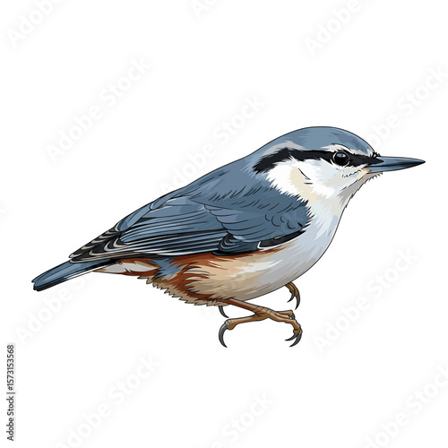 Detailed illustration of a Eurasian nuthatch, showcasing its plumage and posture.