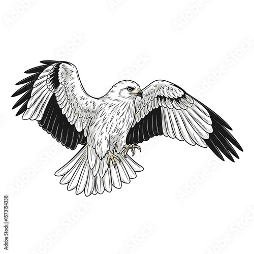 A majestic white hawk in flight, wings spread wide, detailed pen-and-ink style illustration.