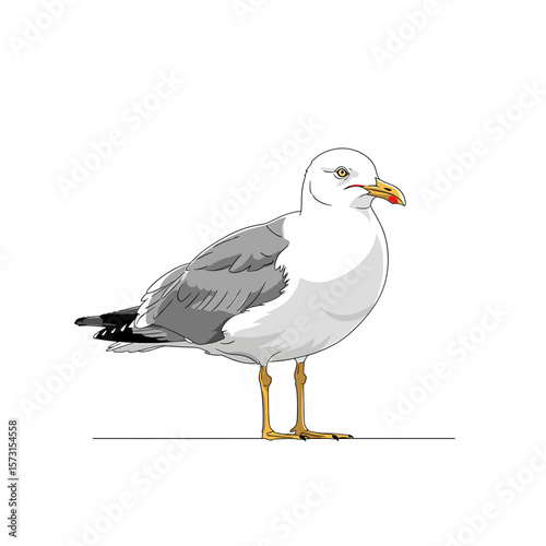 A digitally rendered illustration of a seagull standing upright, showcasing its plumage.