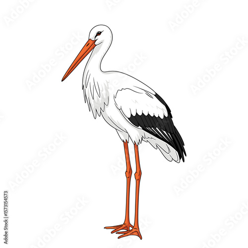 A standing stork illustration with white plumage, black wing tips, and a long orange beak and legs.