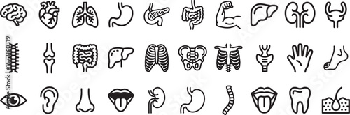 Human Anatomy Illustrations Detailed Guide to Organs, Systems, and Body Parts