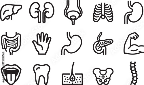 Medical organs line icon set. Vector pictograms of anatomy, body parts, kidney, bladder, pancreas, intestine, thyroid, pelvis, skeleton, joint, hand, nose, mouth, tongue, thin linear illustration