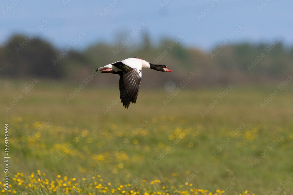 Naklejka premium Tadorne de Belon, Tadorna tadorna, Common Shelduck