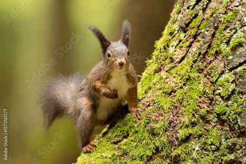 Eichhörnchen im Wald