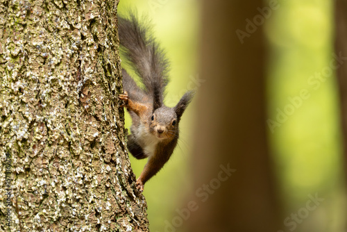 Eichhörnchen im Wald