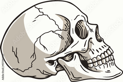 Human skull profile illustration with grey shading