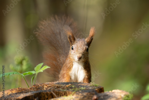 Eichhörnchen im Wald