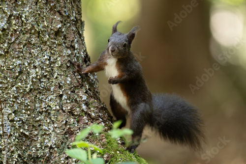 Eichhörnchen im Wald