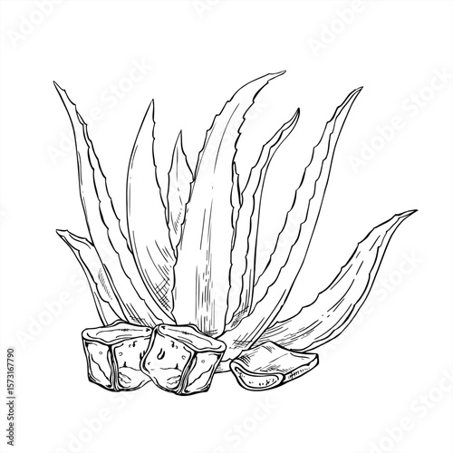 Aloe vera plant with ice cubes and cut leaf monochrome vector illustration in monochrome line art style. Botanical composition for cooling skincare products, organic cosmetics, beauty packaging