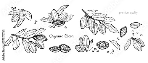 Organic cocoa beans sketch collection for premium quality designs.