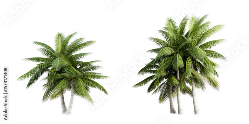 Set of coconut palm trees isolated on white