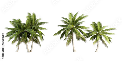 Font view coconut palm tree on white background