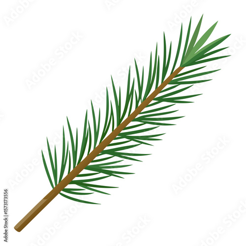 pine branch isolated on white