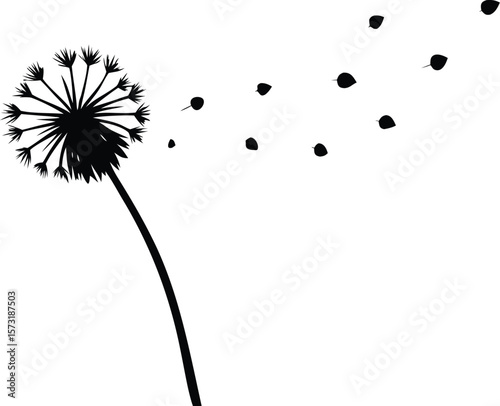dandelion blowing in wind silhouette