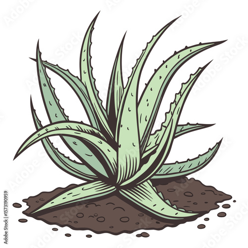 Pale green aloe vera plant grows vigorously from dark, rich soil patch here