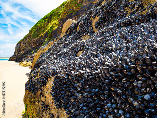 A bed of live marine mussels cling to rocks on the beach at Cardis Bay near St Ives on the north coast of Cornwall, UK. 