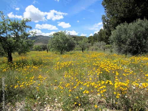 olive grove with dandelions