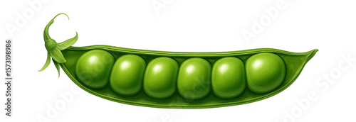 Developing pea pod with green outer shell and visible seed bulges