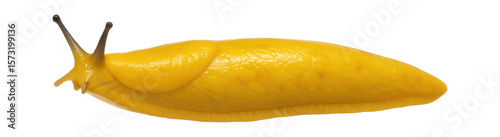 Banana slug with elongated, moist body and noticeable pneumostome for respiration
