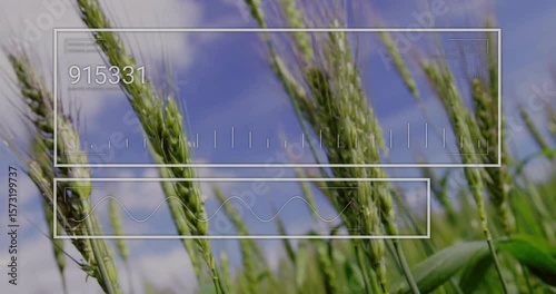 Wheat stalks swaying against sky, translucent boxes appearing and updating data, monitoring health