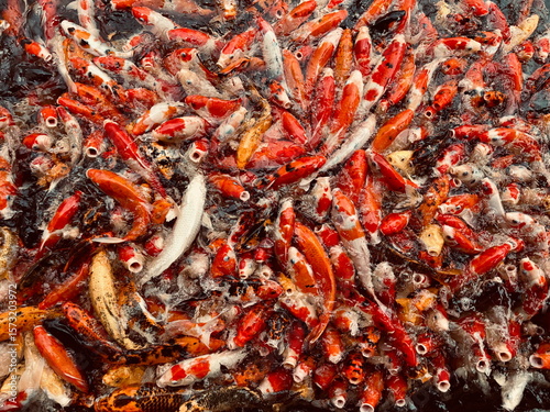 Colorful koi fish crowding at feeding time, mouths open in splashing water, creating a vibrant chaotic pattern of red, orange and white scales.