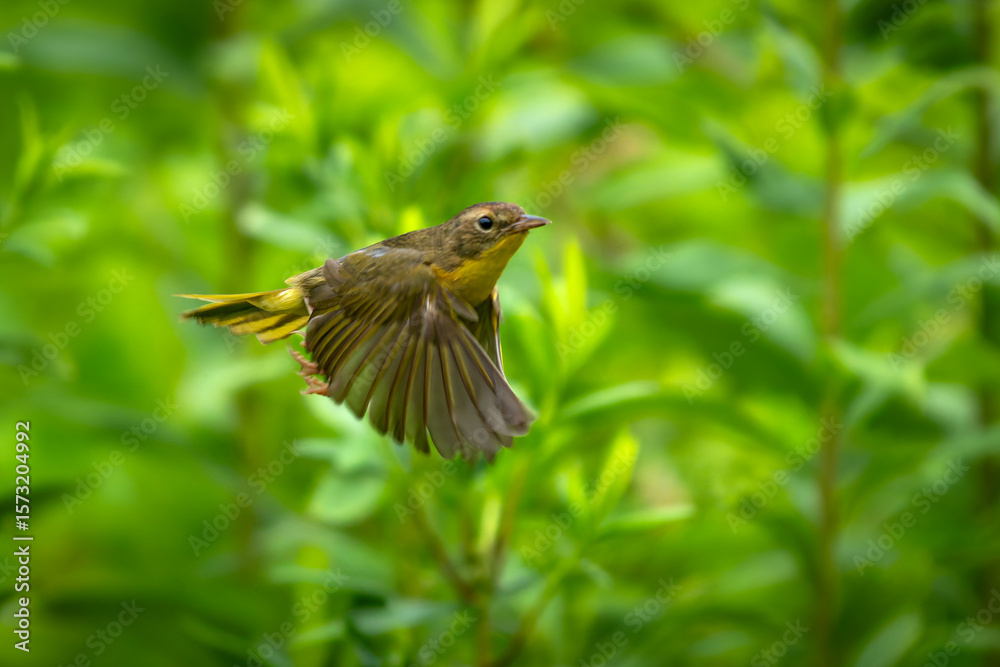 Fototapeta premium A female Common Yellowthroat, with her distinctive bright yellow throat, takes flight from an open perch, sallying out to snatch an unsuspecting insect from the air