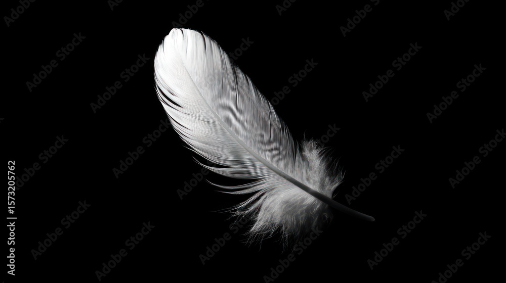 Obraz premium Single feather on black background