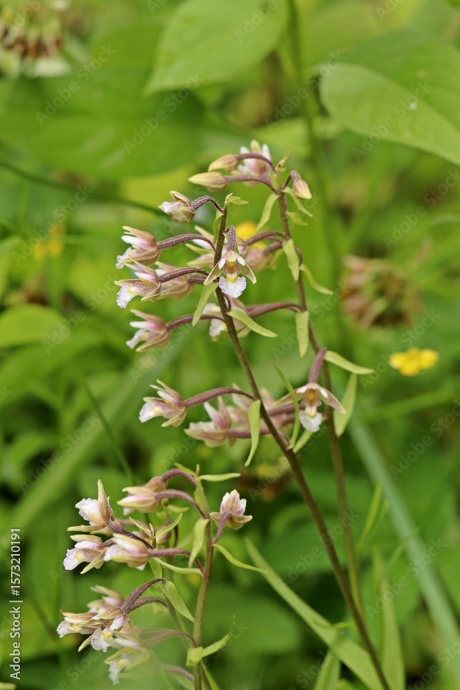 Fototapeta premium Sumpf-Stendelwurz (Epipactis palustris)