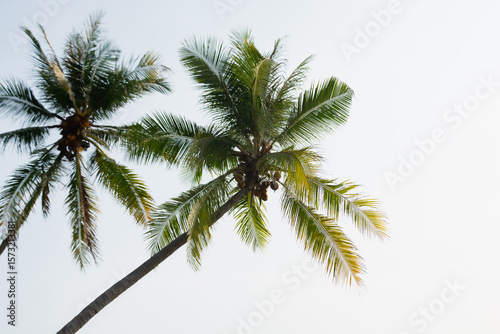 Coconut plants on a beach