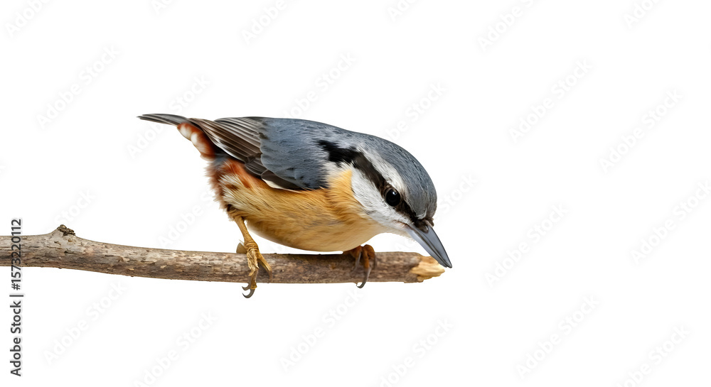 Obraz premium A cute nuthatch climbing downwards on a branch, white background