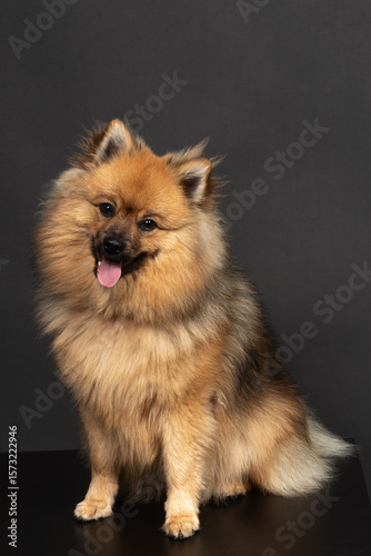 Mittelspitz Spitz Junghund im Fotostudio