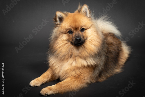 Mittelspitz Spitz Junghund im Fotostudio