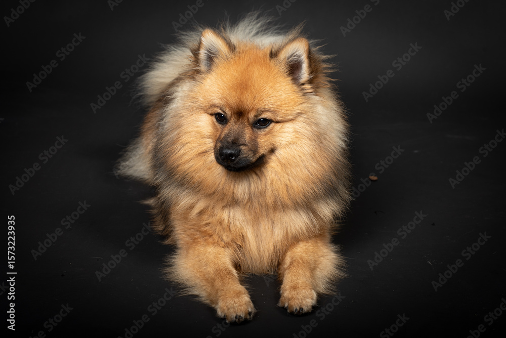 Obraz premium Mittelspitz Spitz Junghund im Fotostudio