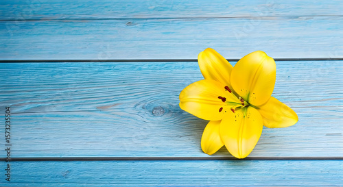  A single yellow lily placed on a lightly distressed blue wooden backdrop, the simplicity of the design drawing attention to the flower's vivid color