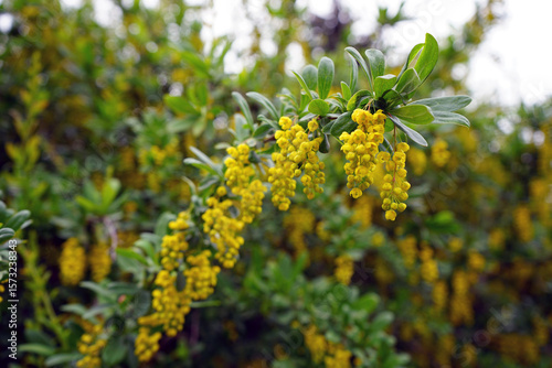 yellow flowers on a branch